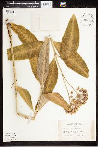 thumbnail image of current specimen