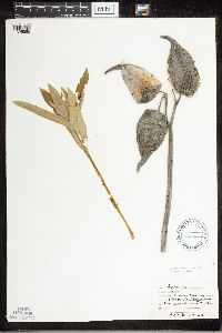 thumbnail image of current specimen
