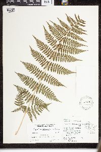 Dryopteris intermedia image