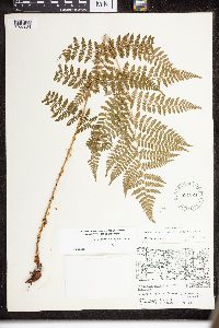 Dryopteris intermedia image