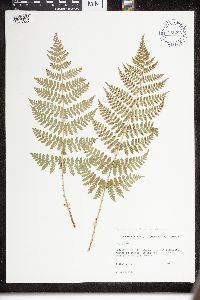 Dryopteris intermedia image