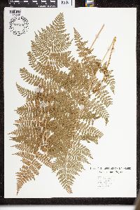 Dryopteris intermedia image