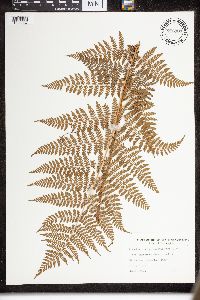 Dryopteris intermedia image