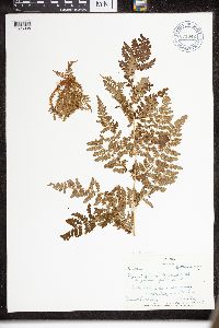 Dryopteris intermedia image