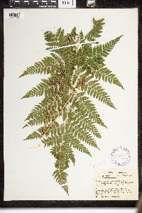 Dryopteris intermedia image
