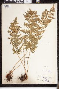 Dryopteris intermedia image