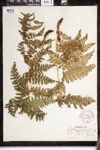 Dryopteris intermedia image