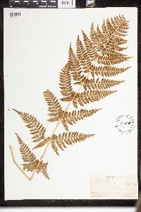 Dryopteris intermedia image
