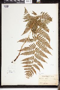 Dryopteris intermedia image