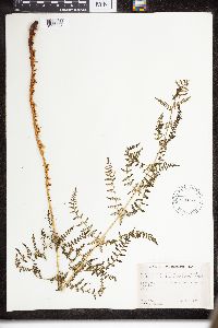 Dryopteris intermedia image