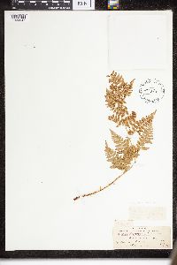 Dryopteris intermedia image