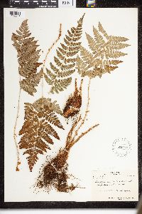 Dryopteris intermedia image