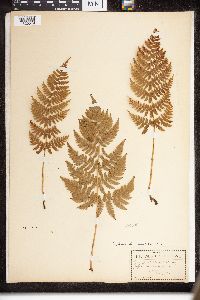 Dryopteris intermedia image