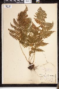 Dryopteris intermedia image
