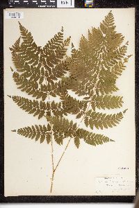 Dryopteris intermedia image