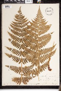 Dryopteris intermedia image