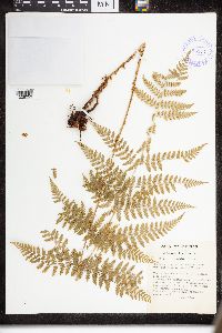 Dryopteris intermedia image