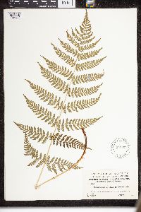 Dryopteris intermedia image