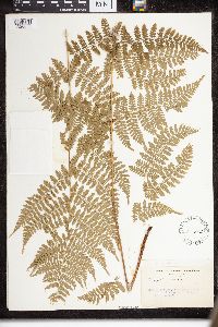 Dryopteris intermedia image