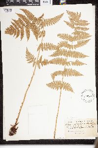 Dryopteris intermedia image