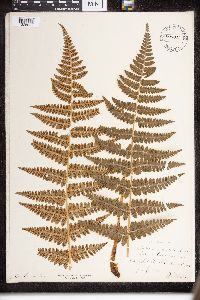Dryopteris intermedia image