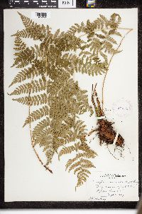 Dryopteris intermedia image