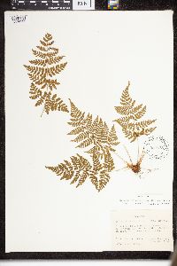 Dryopteris intermedia image
