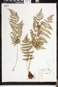 Dryopteris intermedia image