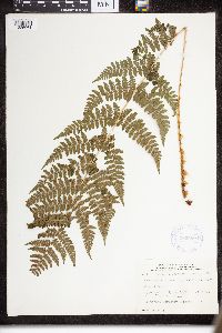 Dryopteris intermedia image