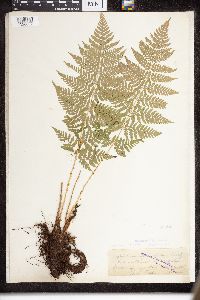 Dryopteris intermedia image