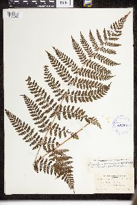 Dryopteris intermedia image