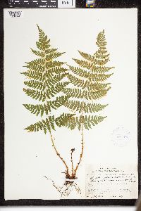 Dryopteris intermedia image