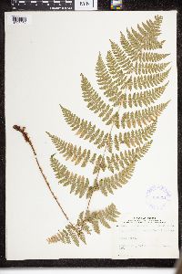 Dryopteris intermedia image