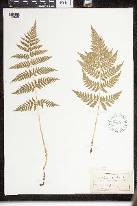 Dryopteris intermedia image