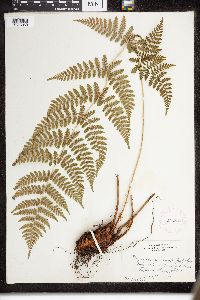 Dryopteris intermedia image