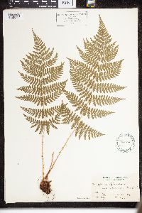 Dryopteris intermedia image