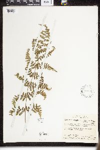 Dryopteris intermedia image