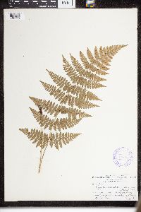 Dryopteris intermedia image