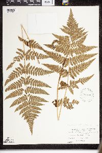 Dryopteris intermedia image