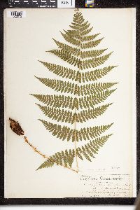 Dryopteris intermedia image