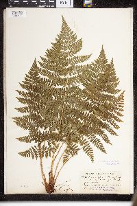 Dryopteris intermedia image