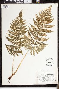 Dryopteris intermedia image