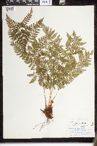 Dryopteris intermedia image