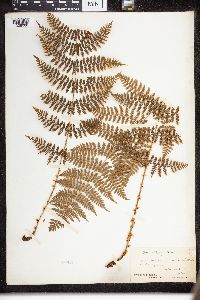 Dryopteris intermedia image