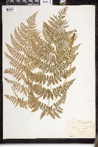 Dryopteris intermedia image