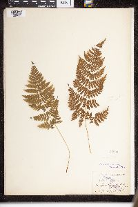 Dryopteris intermedia image