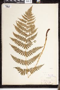 Dryopteris intermedia image