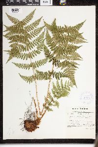 Dryopteris intermedia image