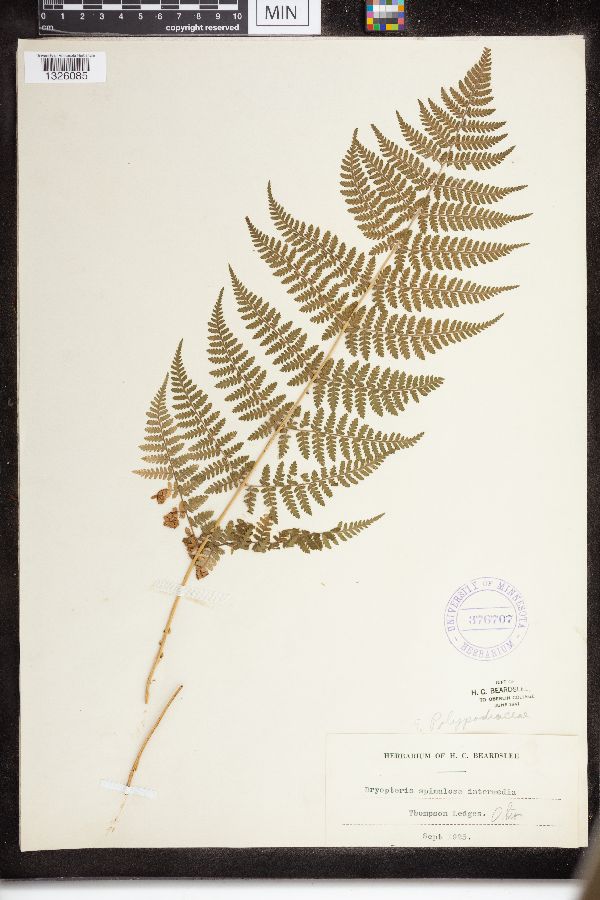 Dryopteris intermedia image