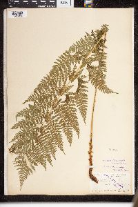 Dryopteris intermedia image